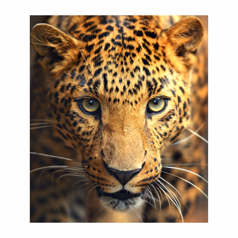 Leopard portrait